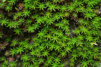 Full frame shot of plants