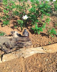 High angle view of cat on plant