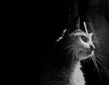 Close-up of a cat looking away