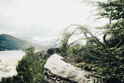 Scenic view of tree mountains against sky