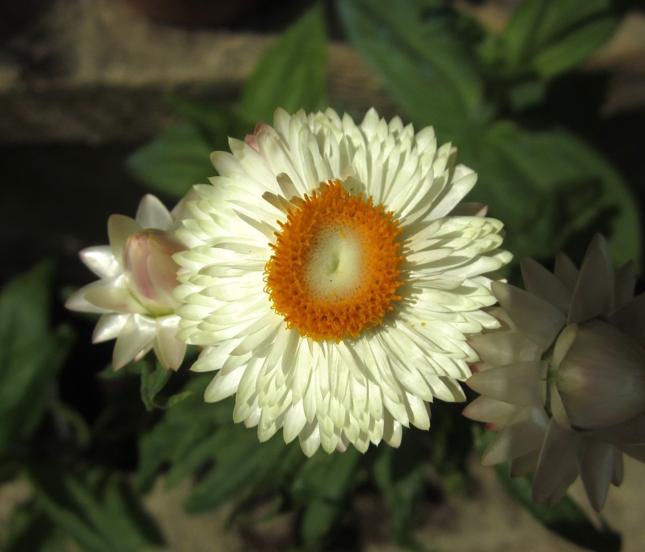 flower, flowering plant, plant, freshness, beauty in nature, flower head, petal, inflorescence, fragility, close-up, nature, growth, pollen, daisy, macro photography, white, no people, focus on foreground, botany, yellow, blossom, outdoors, springtime, plant stem