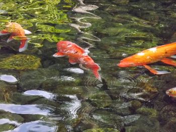 Close-up of koi fish in water