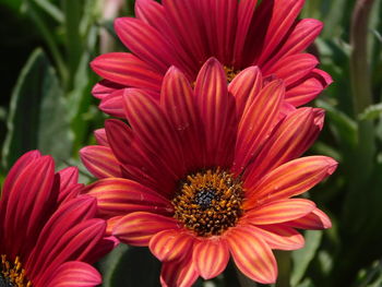 Close-up of red flower in park