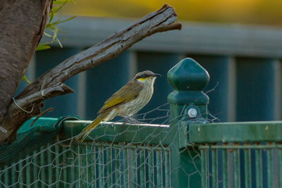 Close-up of birds perching on metal fence