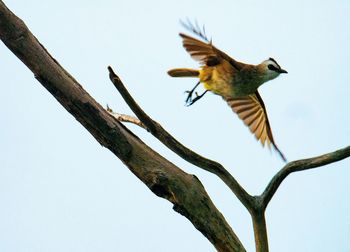 Low angle view of bird flying against clear sky