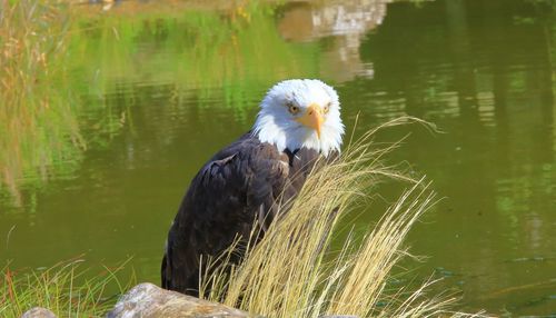 Bird perching on a lake