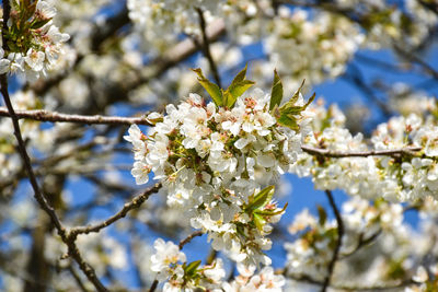 Close-up of white cherry blossom tree