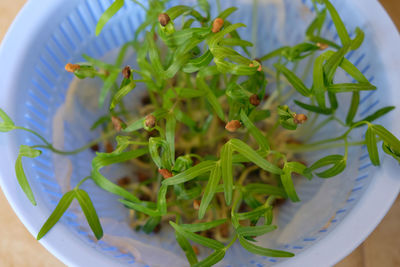 Close up of water spinach sprouts. hydroponic water spinach in vegetable basin.