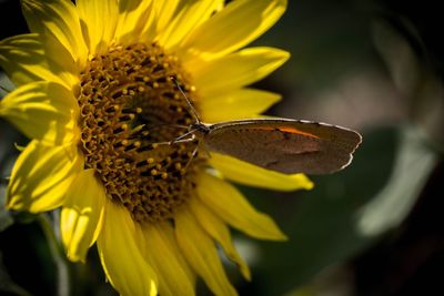 Close-up of insect pollinating flower