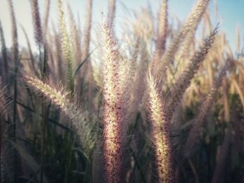 Close-up of wheat growing on field