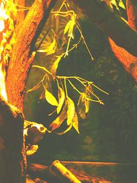 Autumnal leaves on tree trunk