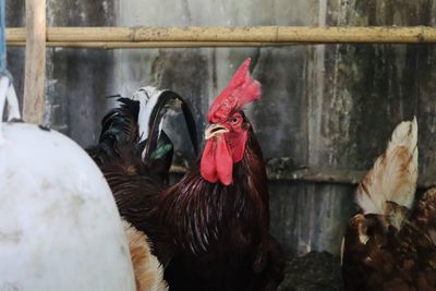 Close-up of rooster