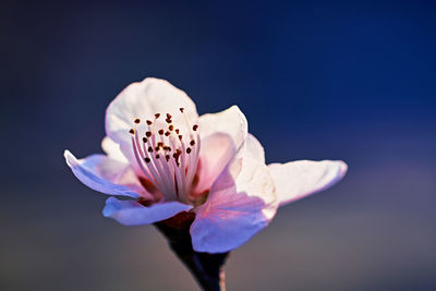 Close-up of pink flower