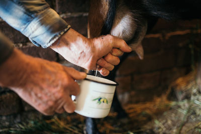 Old farmer milking one of his goat closeup