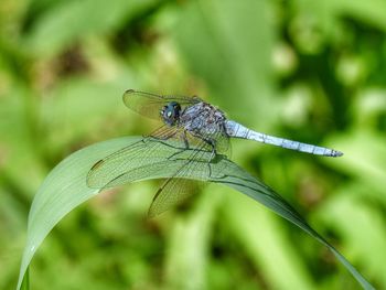 Close-up of dragonfly on a plant