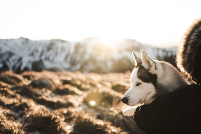 Close-up of dog on snow