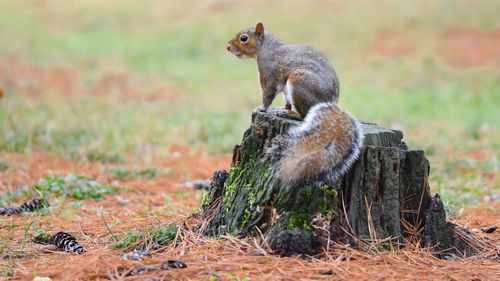 Squirrel on rock