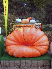 Close-up of orange pumpkins in back yard