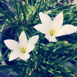 flowering plant