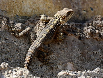 High angle view of lizard on rock