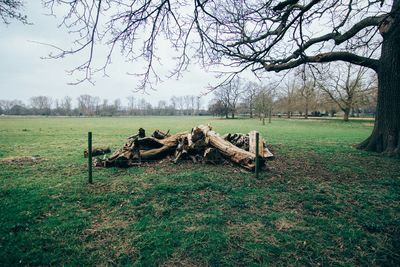 Bare trees on grassy field