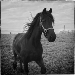 Horse grazing on field