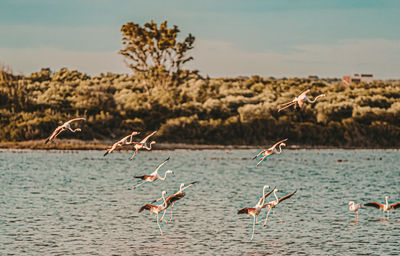 Birds flying in the water
