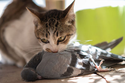 Close-up portrait of a cat