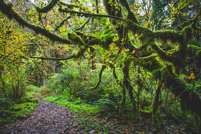 Trees in forest