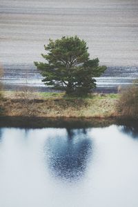 Reflection of trees in water