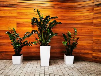 Potted plant on table