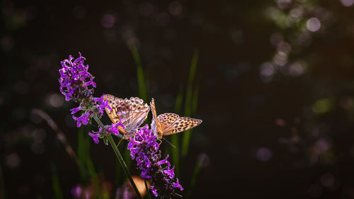 Close-up of butterfly on purple flower