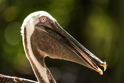 Close-up of a bird