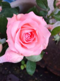 Close-up of pink rose