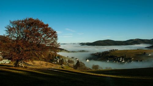 View of trees by the road