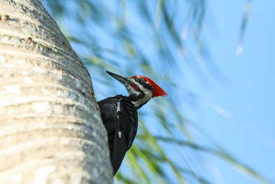 Low angle view of bird perching on tree trunk