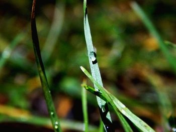 Close-up of plant