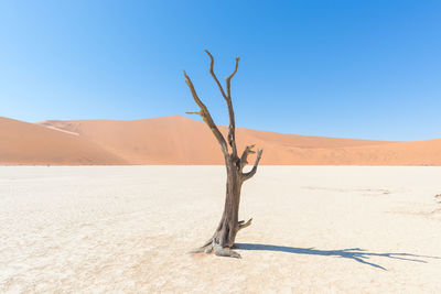 Bare tree in a desert