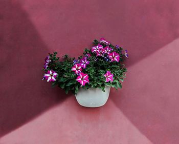 High angle view of pink flowering plant against wall