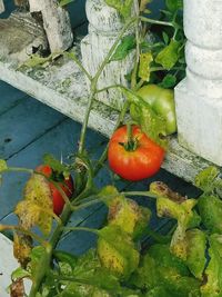 High angle view of vegetables on plant