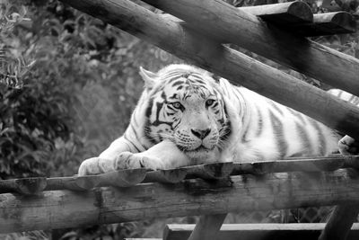 White tiger resting on log in zoo