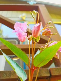 Close-up of pink flowering plant