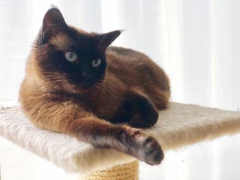 Close-up portrait of cat relaxing at home