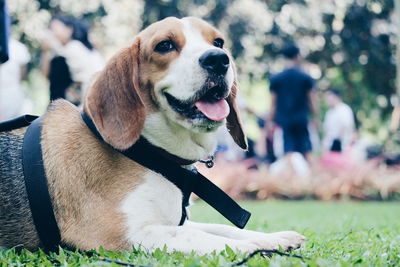 Close-up of dog relaxing at park