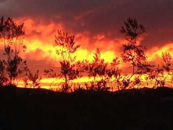 Silhouette trees on landscape against orange sky