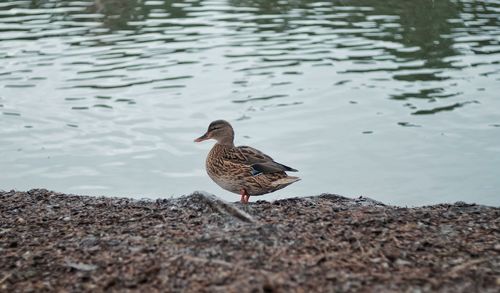 Bird on a lake