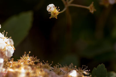 Close-up of white flowers