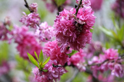 Close-up of pink flowers blooming outdoors