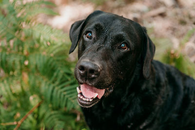 Top view of beautiful black labrador dog sitting in forest among fern green leaves. nature and pets