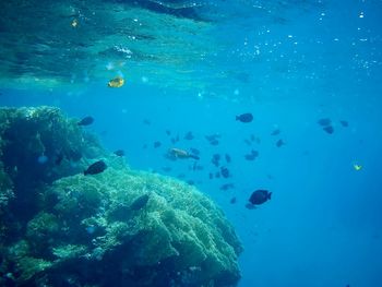 Beautiful tropical fish, marsa alam, egypt